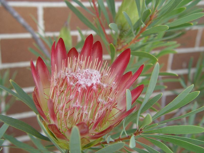 protea-b 008.jpg